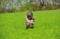 Picture of young blue merle Bergamasco running in field