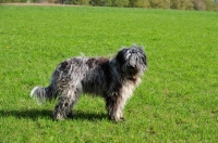 Picture of young blue merle Bergamasco, side view