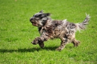 Picture of young blue merle Bergamasco