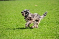 Picture of young blue merle Bergamasco