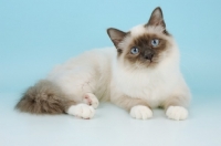 Picture of young blue point birman cat 