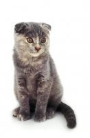 Picture of young blue Scottish Fold cat