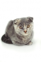 Picture of young blue Scottish Fold cat