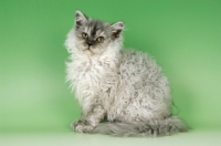 Picture of young blue smoke selkirk rex sitting on green background