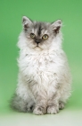 Picture of young blue smoke selkirk rex