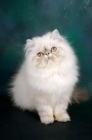 Picture of young blue tabby colourpoint cat, (Aka: Persian or Himalayan)