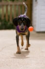 Picture of young blue tick coonhound chasing red ball