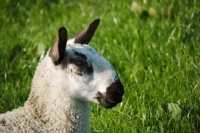 Picture of young Bluefaced Leicester sheep profile