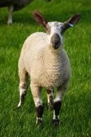 Picture of young Bluefaced Leicester sheep