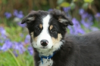 Picture of young Border Collie looking at camera