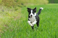 Picture of young Border Collie running in field
