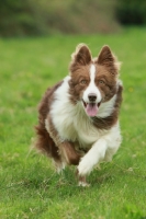 Picture of young Border Collie running
