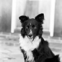 Picture of young border collie staring