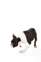 Picture of young Boston Terrier on white background