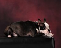 Picture of young Boston Terrier puppy in studio
