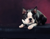 Picture of young Boston Terrier puppy in studio