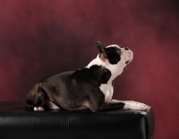 Picture of young Boston Terrier puppy in studio