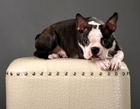 Picture of young Boston Terrier puppy