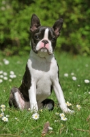 Picture of young Boston Terrier sitting down