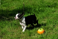 Picture of young Boston Terrier with branch