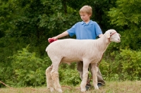 Picture of Young boy grooming his show ready Columbia sheep