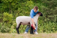 Picture of Young boy grooming his show ready suffolk wether.