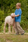 Picture of Young boy holding his show ready Columbia sheep.