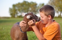 Picture of young boy nose to nose with his young Alpine dairy goat 