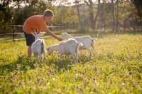 Picture of young boy playing with three Saanen dairy goat kids in sunlit meadow