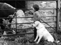 Picture of Young boy with labrador looking at cow or bull or steer