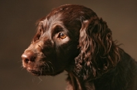 Picture of young Boykin Spaniel