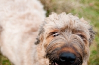 Picture of young Briard looking at camera