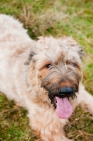 Picture of young Briard lying down