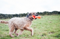 Picture of young Briard playing