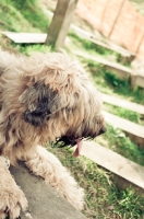 Picture of young Briard
