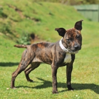 Picture of young brindle and white Staffordshire Bull Terrier