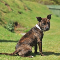 Picture of young brindle Staffordshire Bull Terrier