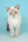 Picture of young british shorthair front view, lilac tabby colourpoint 