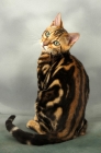 Picture of young brown marble bengal cat back view