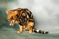 Picture of young brown marble bengal cat licking paw