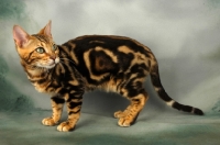 Picture of young brown marble bengal cat