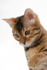 Picture of young brown spotted tabby Bengal cat on white background, looking down