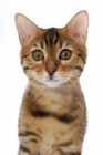 Picture of young brown spotted tabby Bengal cat on white background, front view