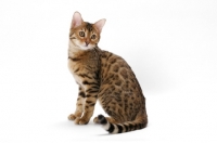 Picture of young brown spotted tabby Bengal cat on white background