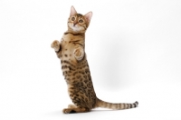 Picture of young brown spotted tabby Bengal cat on white background, standing on hind legs