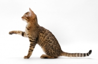 Picture of young brown spotted tabby Bengal cat on white background, one leg up