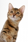 Picture of young brown spotted tabby Bengal cat on white background, portrait