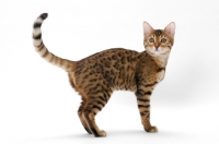 Picture of young brown spotted tabby Bengal cat on white background