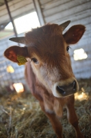 Picture of young bull in the stable