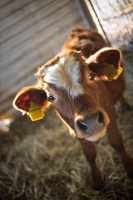 Picture of young bull looking at camera